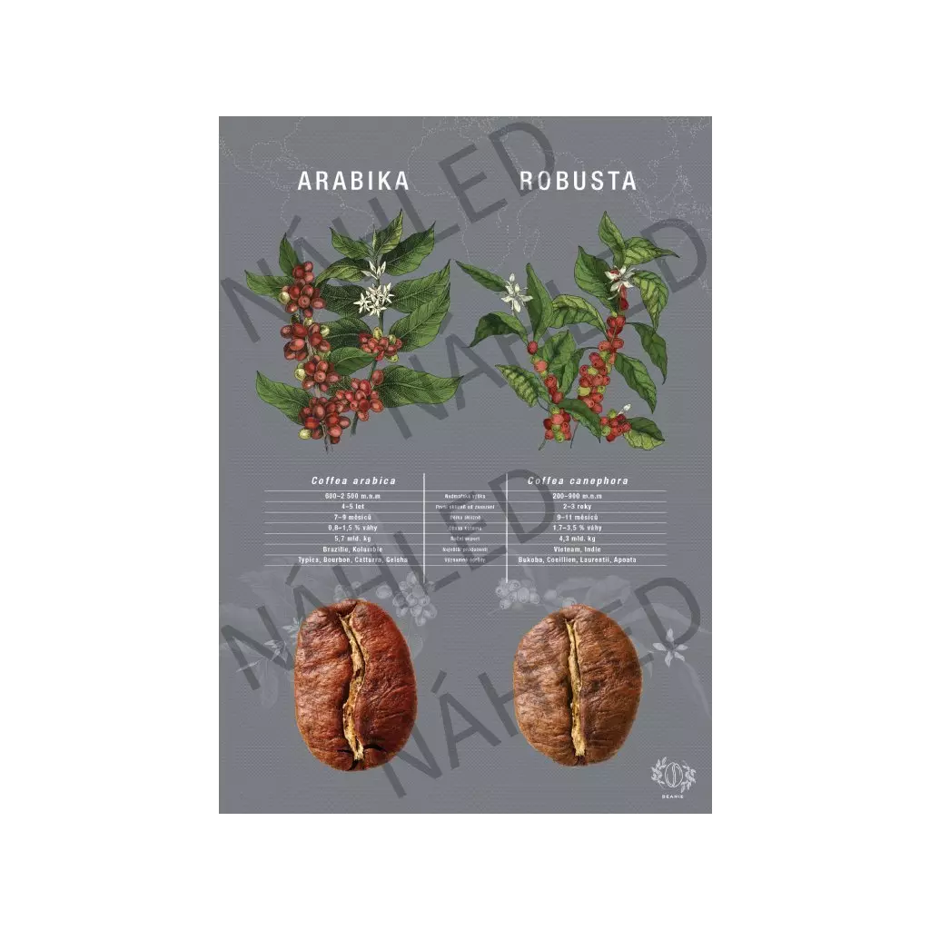 Beanie Arabika vs Robusta – plakát A4