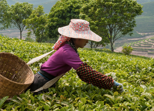BIO sypaný zelený čaj – China Wujuan | Lázeňská káva