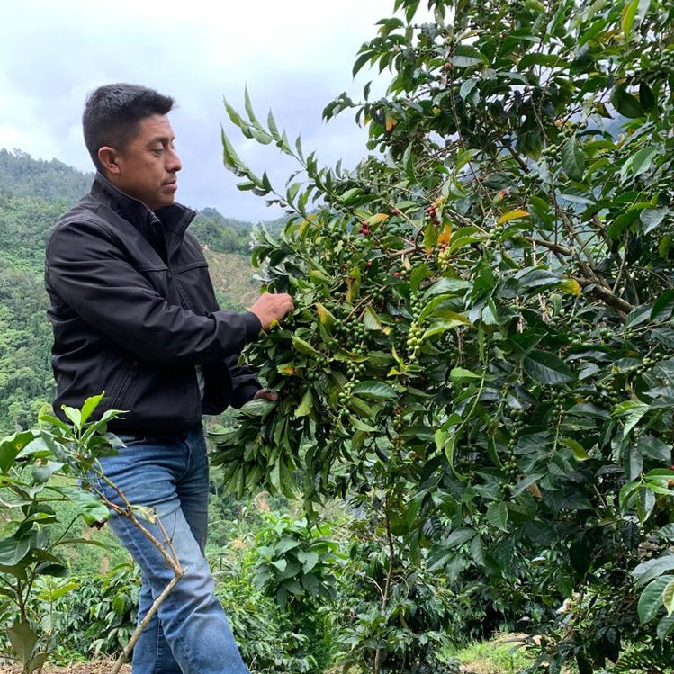 BIO káva | Mexiko Fedesi | Espresso