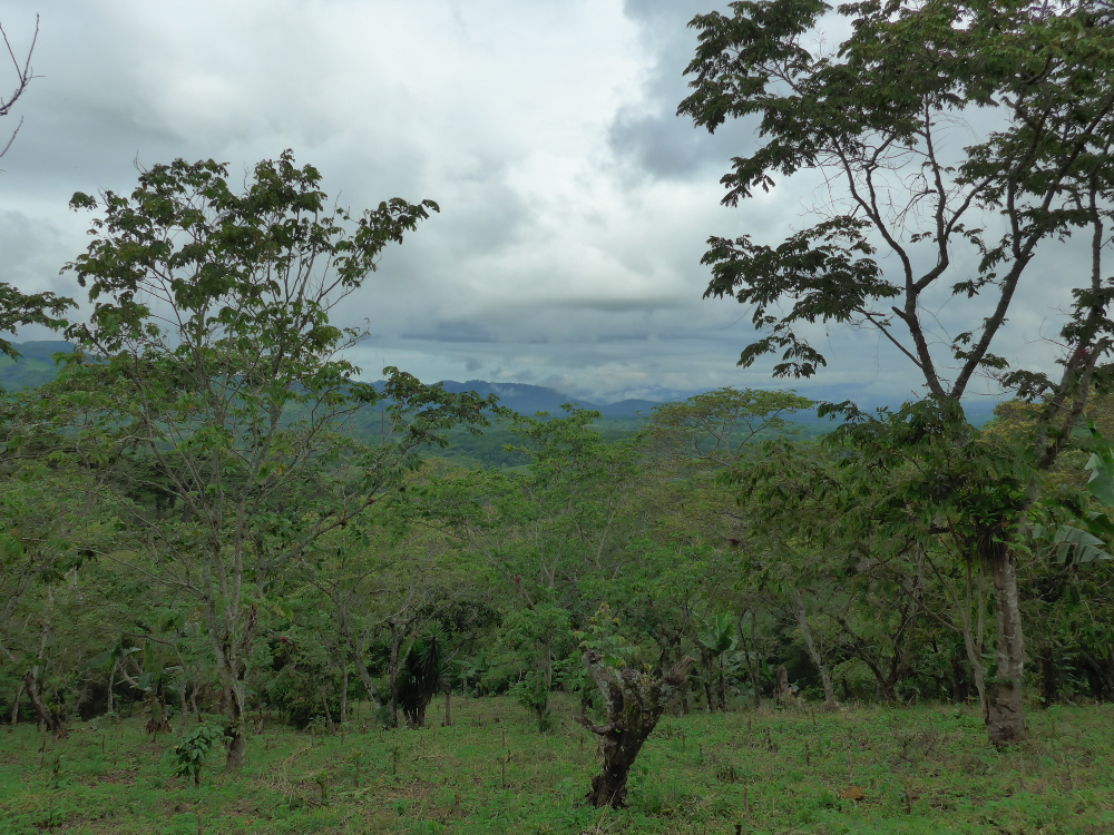 Guatemala – bezkofeinová káva CO2 – espresso | Lázeňská káva