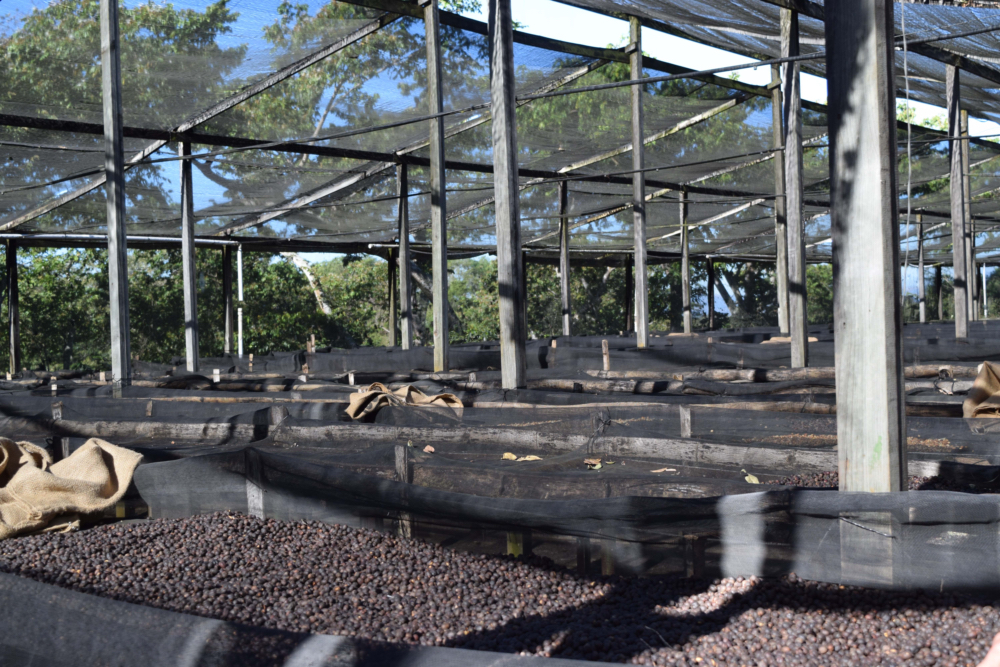 Guatemala – bezkofeinová káva CO2 – espresso | Lázeňská káva