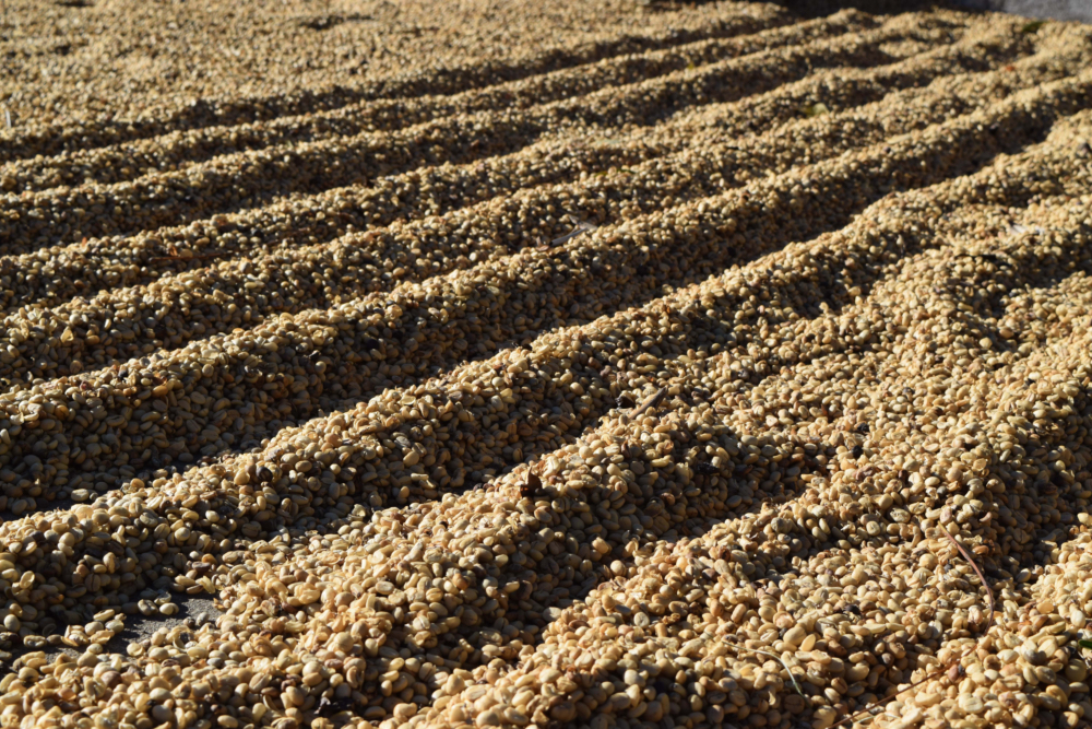 Guatemala – bezkofeinová káva CO2 – espresso | Lázeňská káva