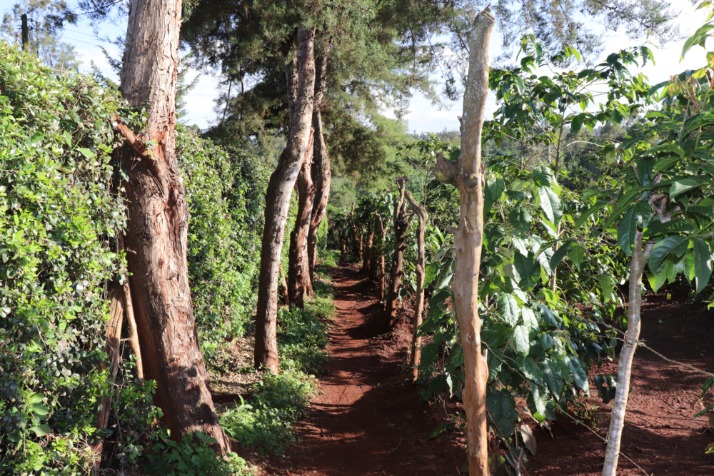 Pražená káva | Keňa Ngemwa AA Washed | Filtr