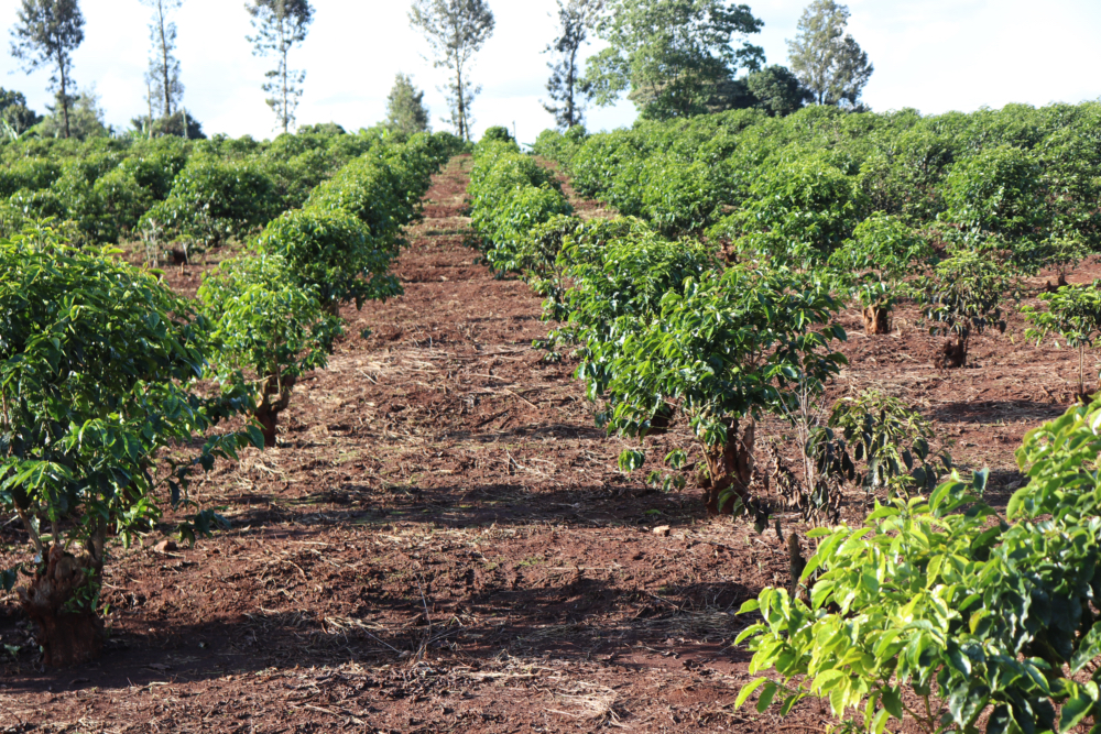 Pražená káva | Keňa Ngemwa AA Washed | Filtr