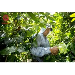 Farmář při sběru kávových třešní.