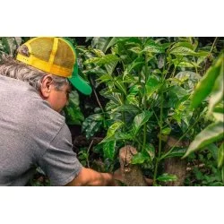 Majitel farmy Carmen Estate kontroluje kávovníky na farmě v Panamě