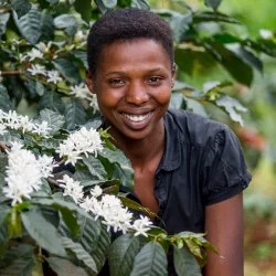 kvetoucí kávovník v Ugandě
