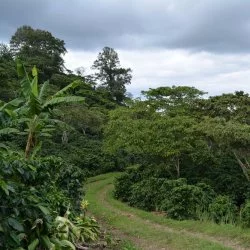 kávová farma Maria D. Mancia