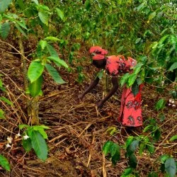 sbírání kávy ve: Rwanda – Kabyiniro