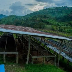Rwanda – Kabyiniro: zpracování kávy