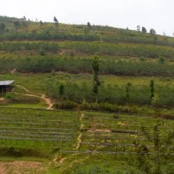Rwanda – Kabyiniro: kávová farma