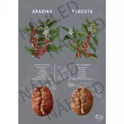 Kávový plakát Arabika vs. Robusta od české značky Beanie.