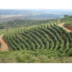 Brazílie - Fazenda Palmital Zpracování : Naturální (suchá)