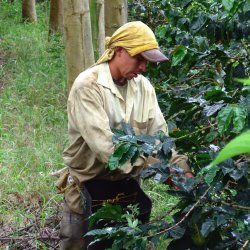 Káva Kolumbie – Loma Verde.