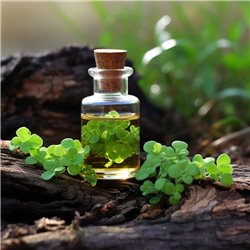 Ajurvédský bylinný olej Brahmi od značky Pěstík v 10 ml balení, 100% přírodní esenciální olej vhodný pro aromaterapii.