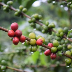 Dozrávající třešně výběrové kávy Kostarika - Hacienda.