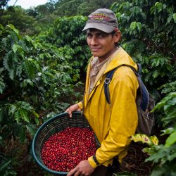 Sběr třešní kávy Kostarika - Hacienda.