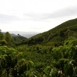 Výberová bezkofeínová káva Kolumbia Tumbaga.