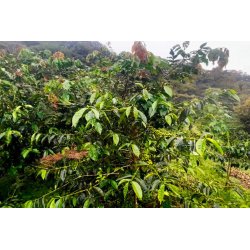 Vybraná prémiová káva Panama Finca La Cabra Natural pražená na filtr.
