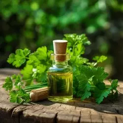 BIO Petržel od značky Green Plantation je 100% přírodní esenciální olej s certifikací BIO, který přináší svěží aroma pro aromaterapii a wellness.