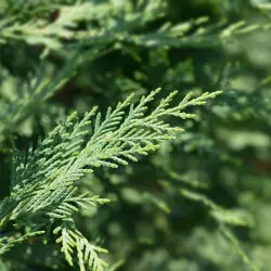BIO Cypřiš je 100% přírodní esenciální olej od značky Green Plantation, který nabízí kořeněnou aromatickou vůni pro příjemnou atmosféru.
