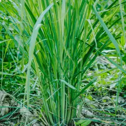 BIO Palmarosa je 100% přírodní esenciální olej od značky Green Plantation, který má osvěžující účinek a je ideální pro aromaterapii.