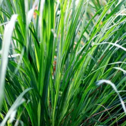 BIO Palmarosa je 100% přírodní esenciální olej od značky Green Plantation, který slouží jako účinný odpuzovač hmyzu.