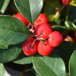 BIO Libavka je 100% přírodní esenciální olej od značky Green Plantation, balený v praktické ampuli o objemu 10 ml.