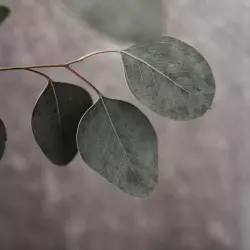 BIO Citronový eukalyptus je 100% přírodní esenciální olej od značky Green Plantation, ideální pro osvěžení vzduchu během jarních měsíců.