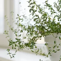 BIO Citronový tymián od značky Green Plantation je 100% přírodní esenciální olej, ideální pro použití na jaře.