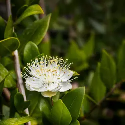 BIO Myrta je 100% přírodní esenciální olej od značky Green Plantation s svěží vůní, ideální pro aromaterapii a relaxaci.
