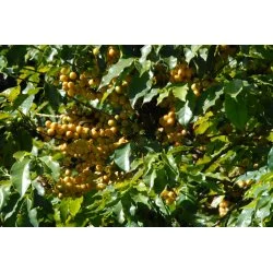 Pohled na nezralé kávové třešně