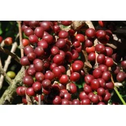 Kávové třešně rudě červené barvy