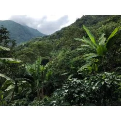 Kolumbie - Supia Zpracování : Promytá (mokrá)