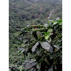 Mexiko - Guadalupe Zaju Chuťové vlastnosti : Kakao