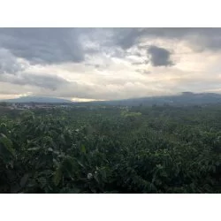 Kostarika - Finca San Isidro Varieta : Catuai
