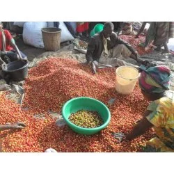 Kongo - Sopacdi Kyselost kávy : Více kyselá