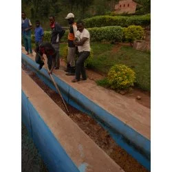 Rwanda - Buf: Nyarusiza Chuťové vlastnosti : Rebarbora