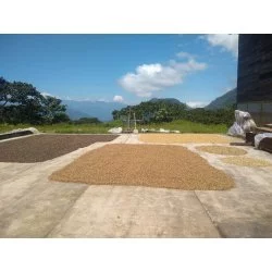 Guatemala - Los Caballitos Produkce : Single farm