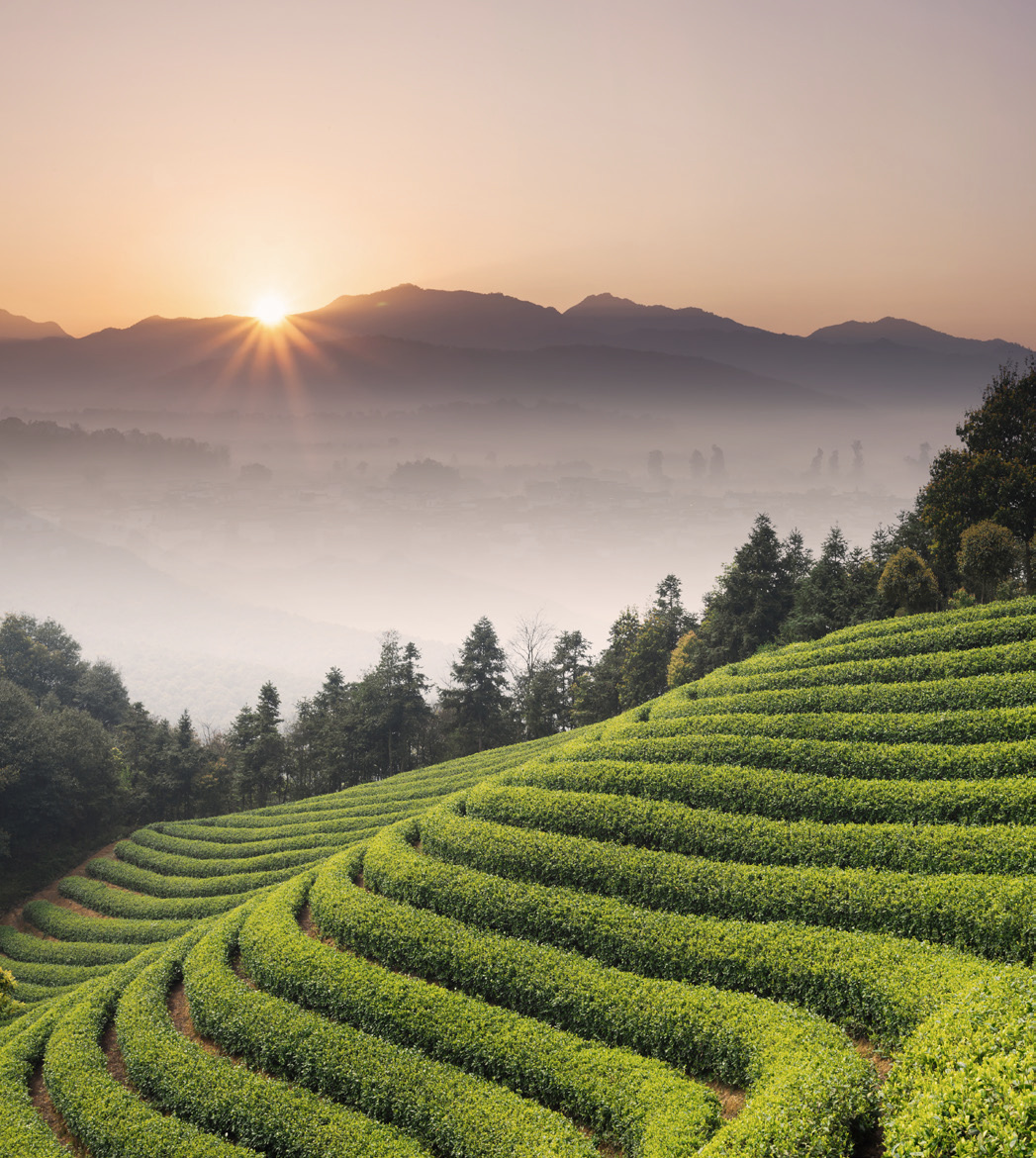 China Jasmine – zelený čaj | Lázeňská káva