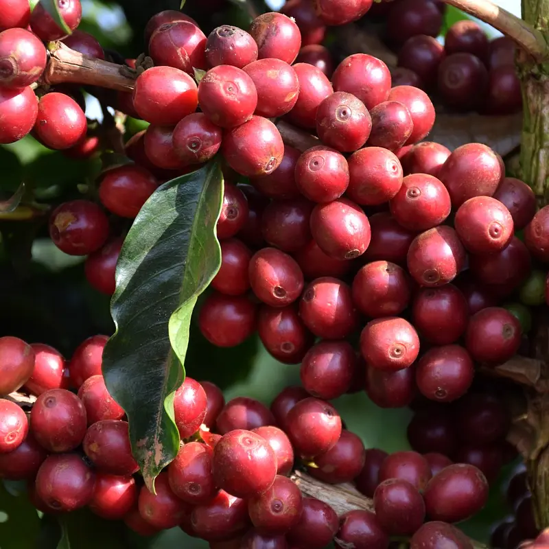 Brazílie Sancoffee nepražená káva | Lázeňská káva