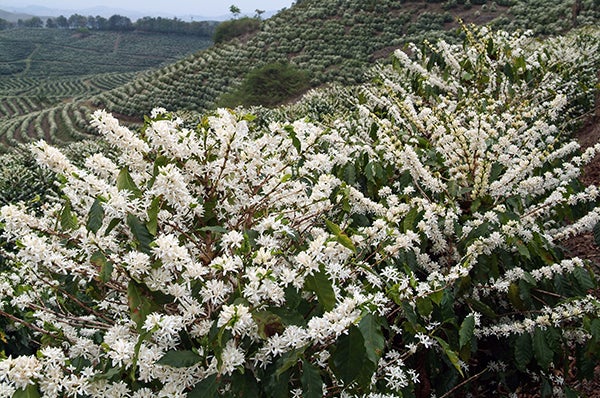 Harmonie – Brazílie, Kolumbie a Etiopie – na espresso | Lázeňská káva