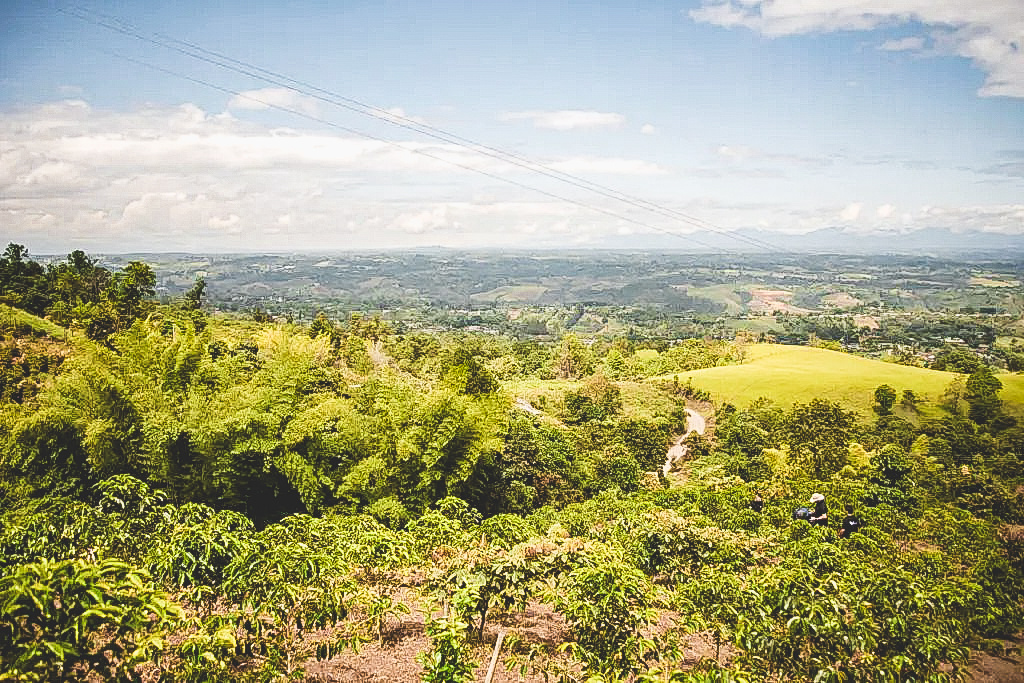 Pražená káva | Kolumbia - Diego Bermudez | Filtr