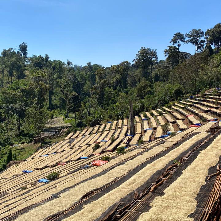 Etiopie – Guji Mancity | Kvalitní káva pražená na espresso