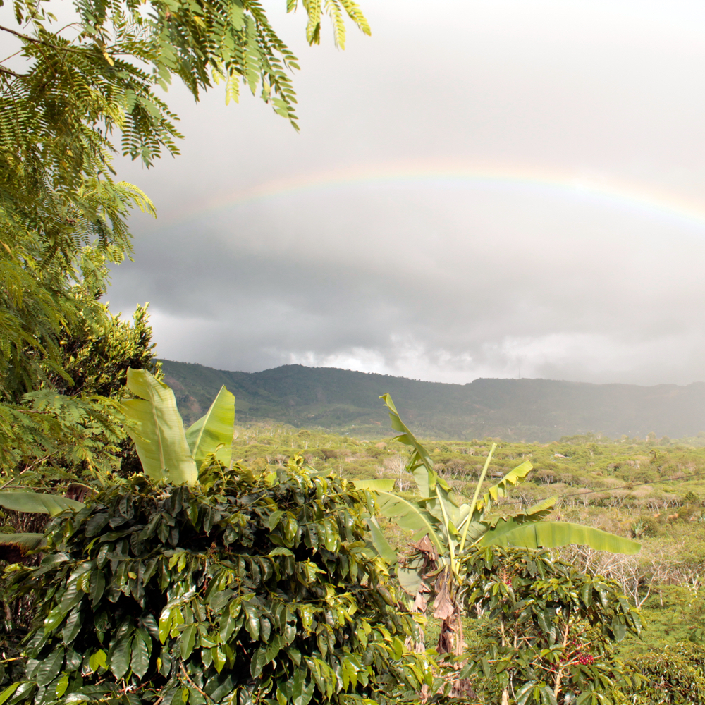 Pražená káva | Indonesia Barokah Kerinci | Filtr