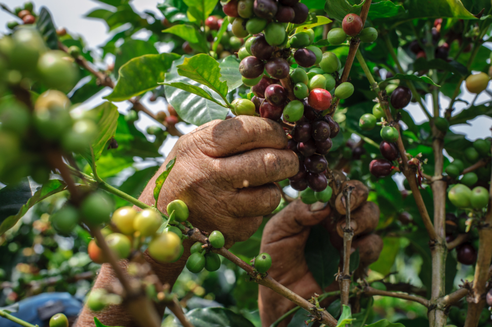 Harmonie – Brazílie, Kolumbie a Etiopie – na espresso | Lázeňská káva
