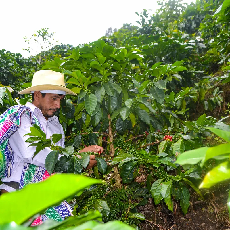 Peru Gramalotal – káva na espresso s tóny karamelu a ořechů