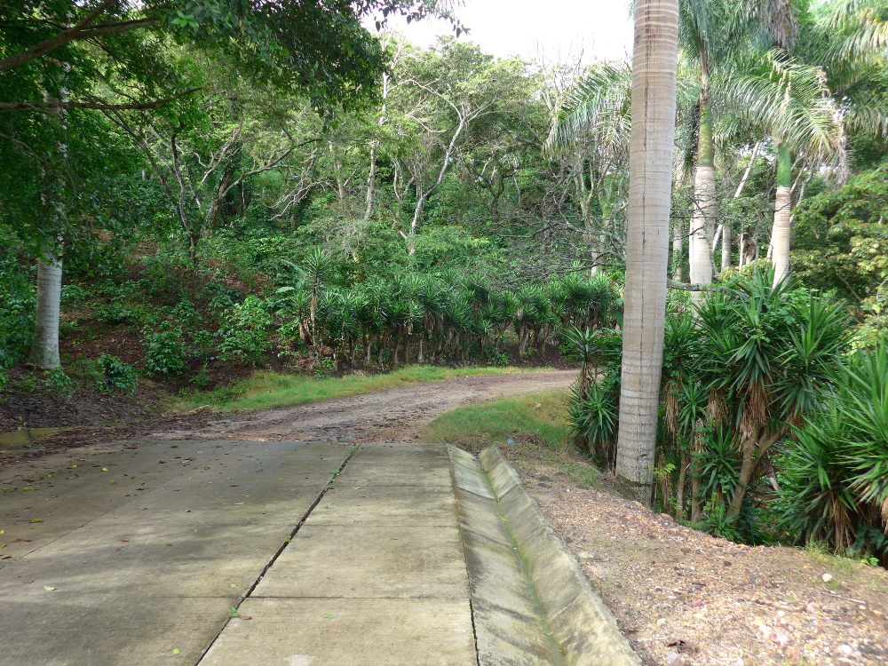 Low Caffeine Coffee – espresso