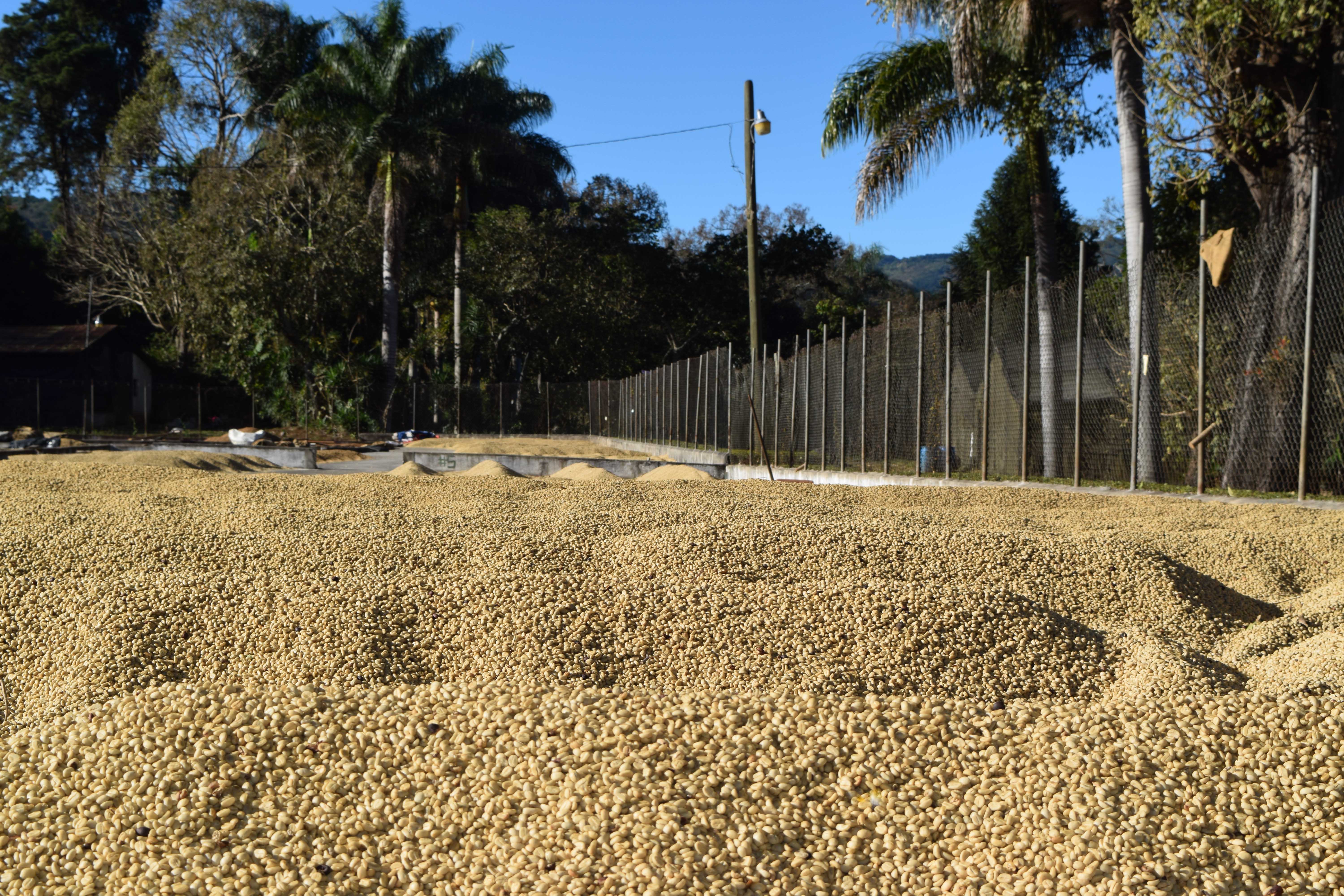 Low Caffeine Coffee – espresso